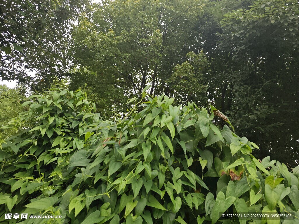 茂密绿植景观