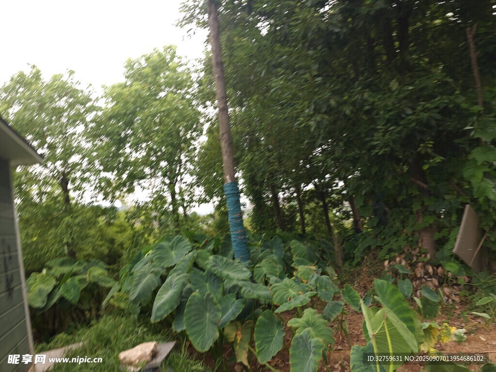山林间的绿植景致