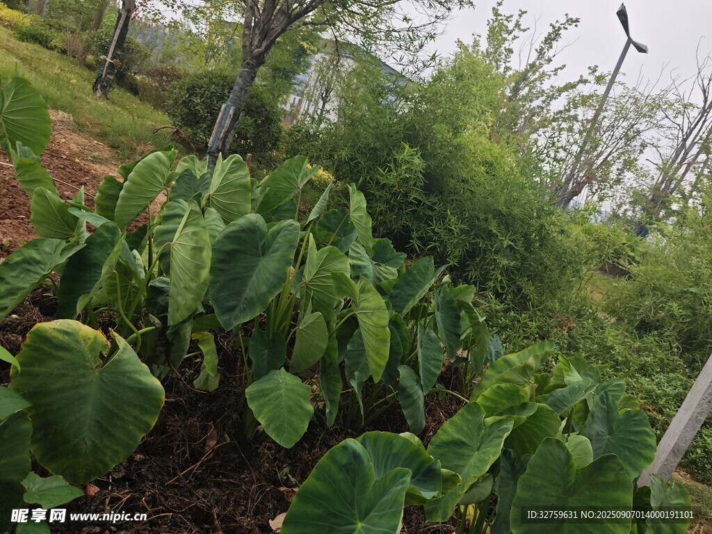 田间茂盛的绿色蔬菜植株