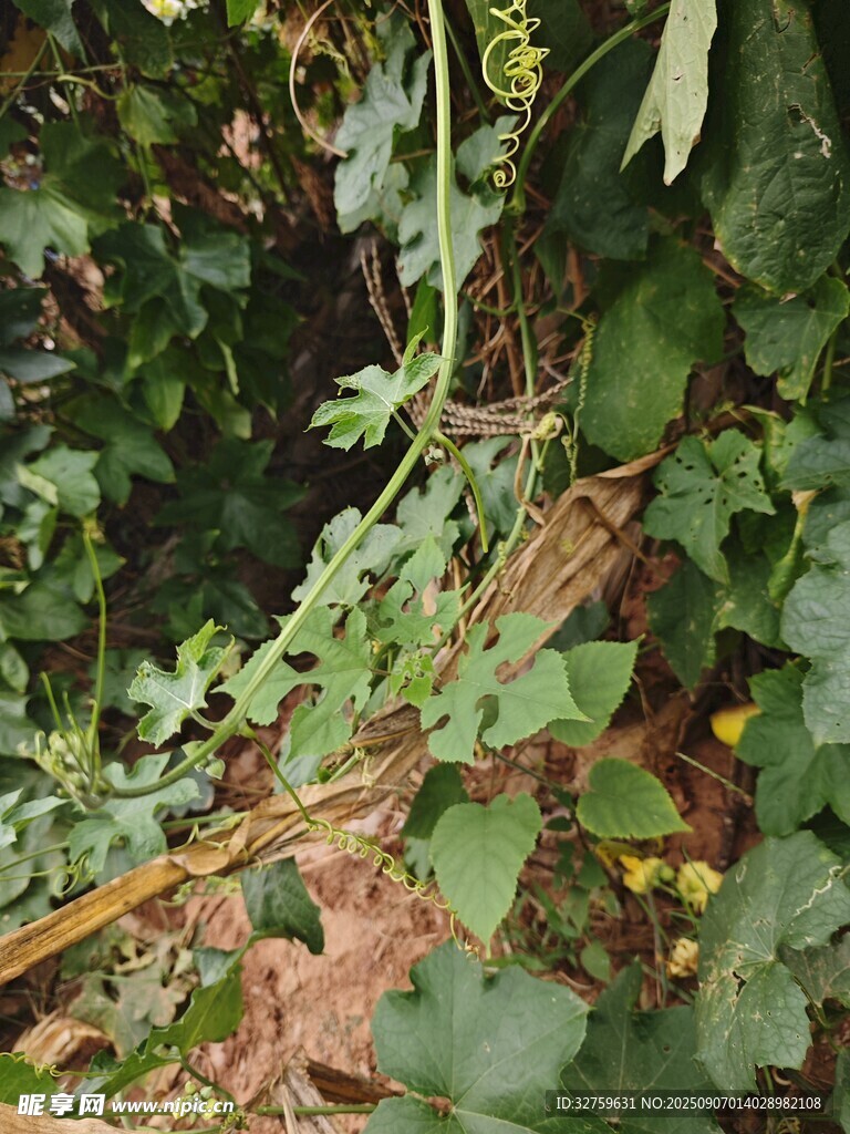 繁茂绿植