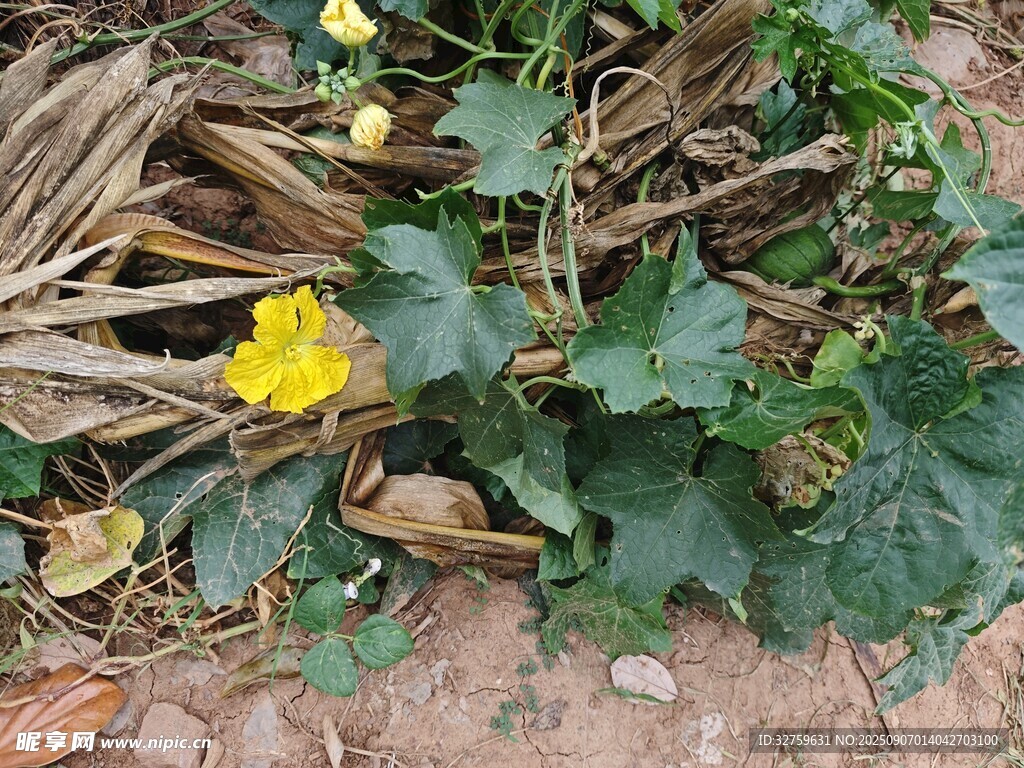 田间绽放的黄色南瓜花