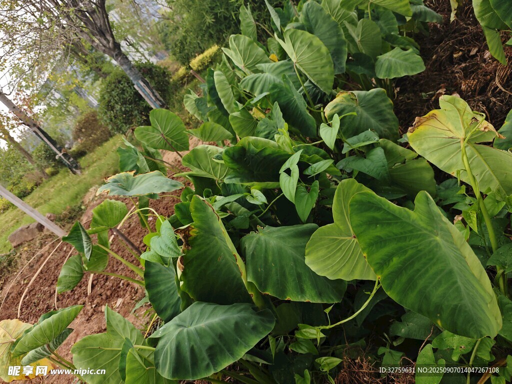 绿叶植物特写