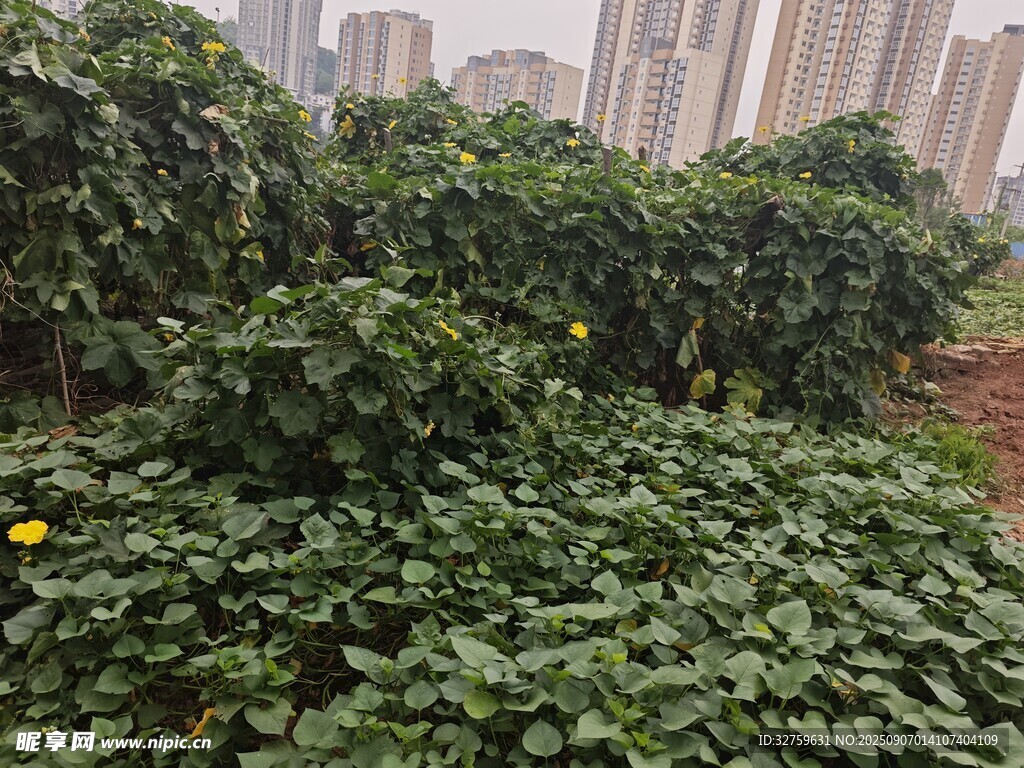 城市中繁茂的绿植景观