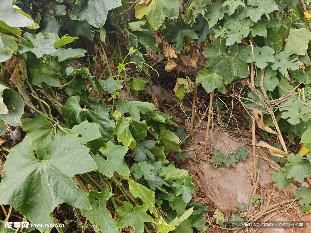 繁茂绿植