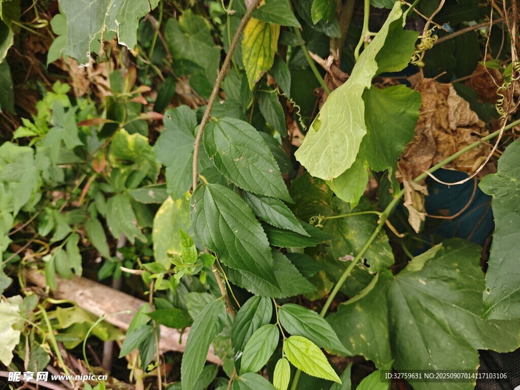 繁茂绿植