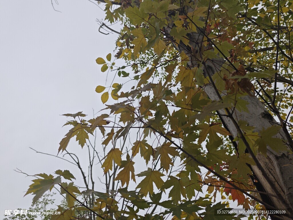 秋日枝叶