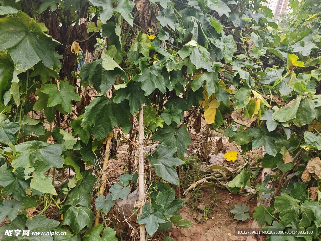 咖啡树种植场景