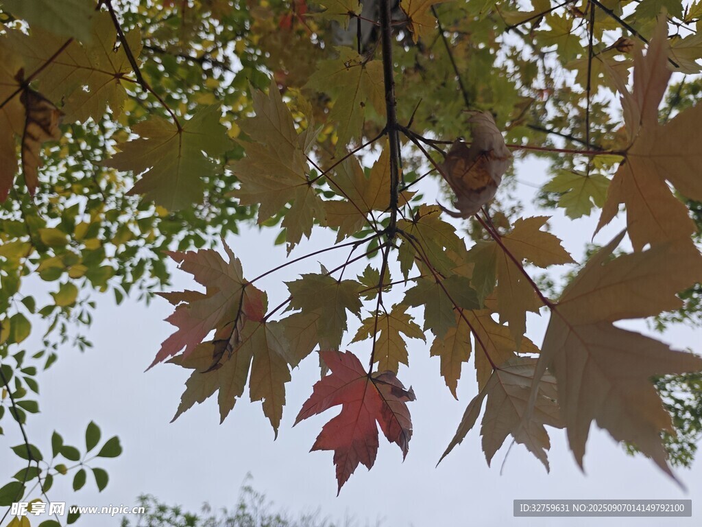 秋日枝头枫叶景致