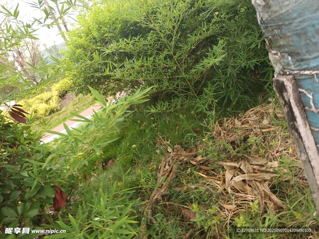 野外繁茂绿植景象