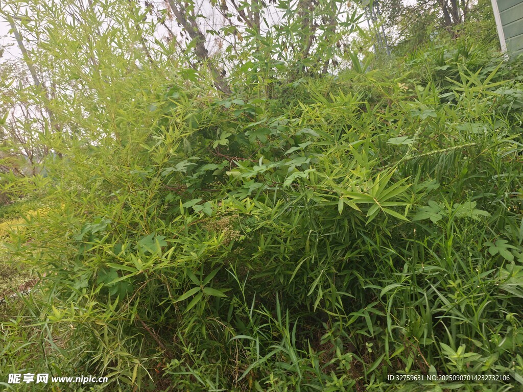 茂密绿植景观