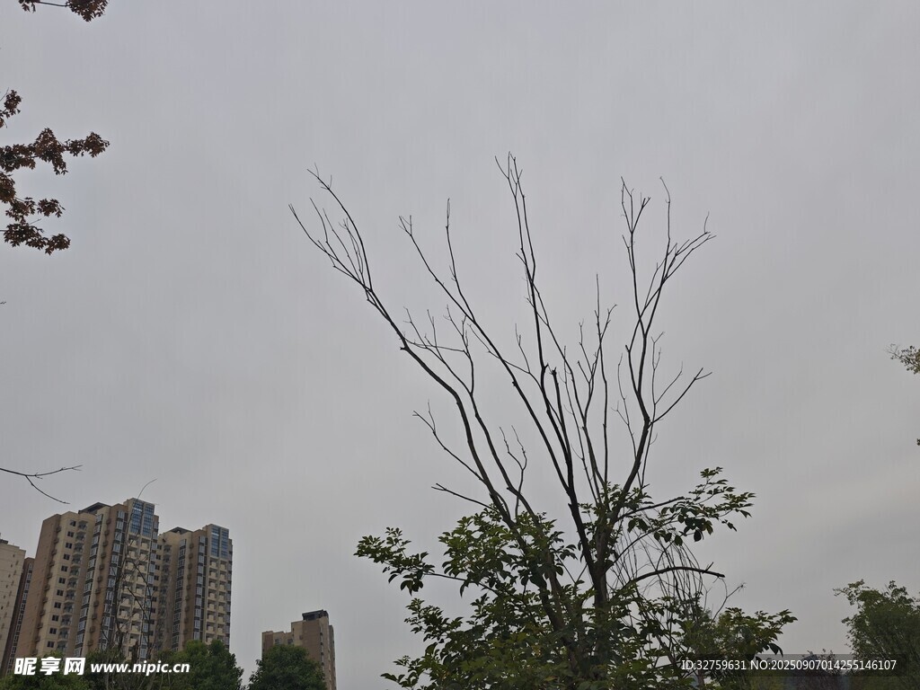 城市中光秃树木与高楼