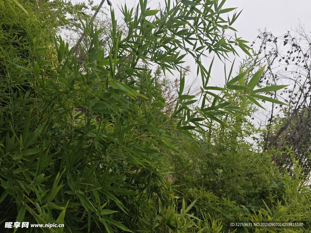 翠绿繁茂的丛生植物