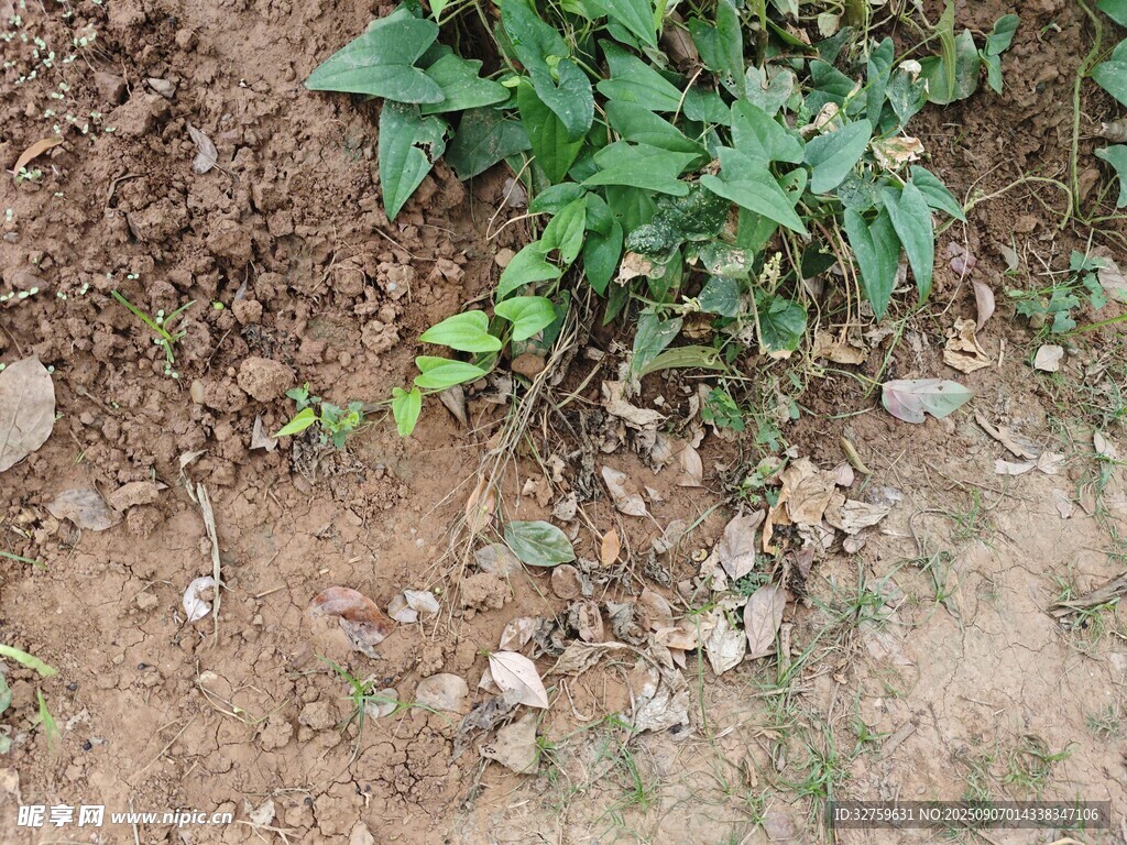 地面上的绿色植物