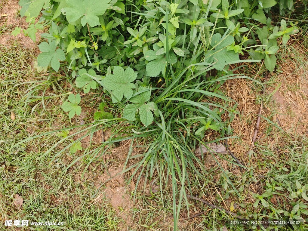 地面上的绿色植物