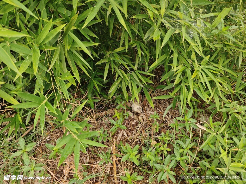 茂密绿植景观