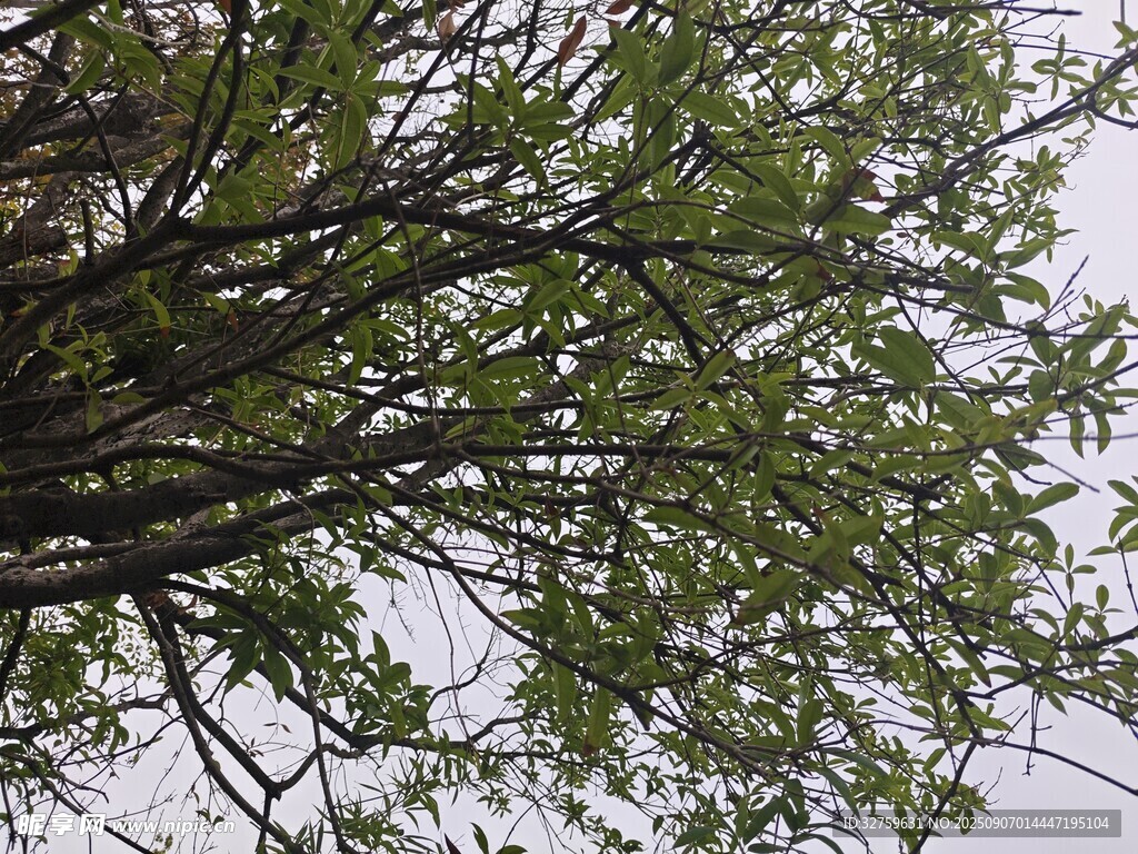 仰视繁茂树枝与绿叶