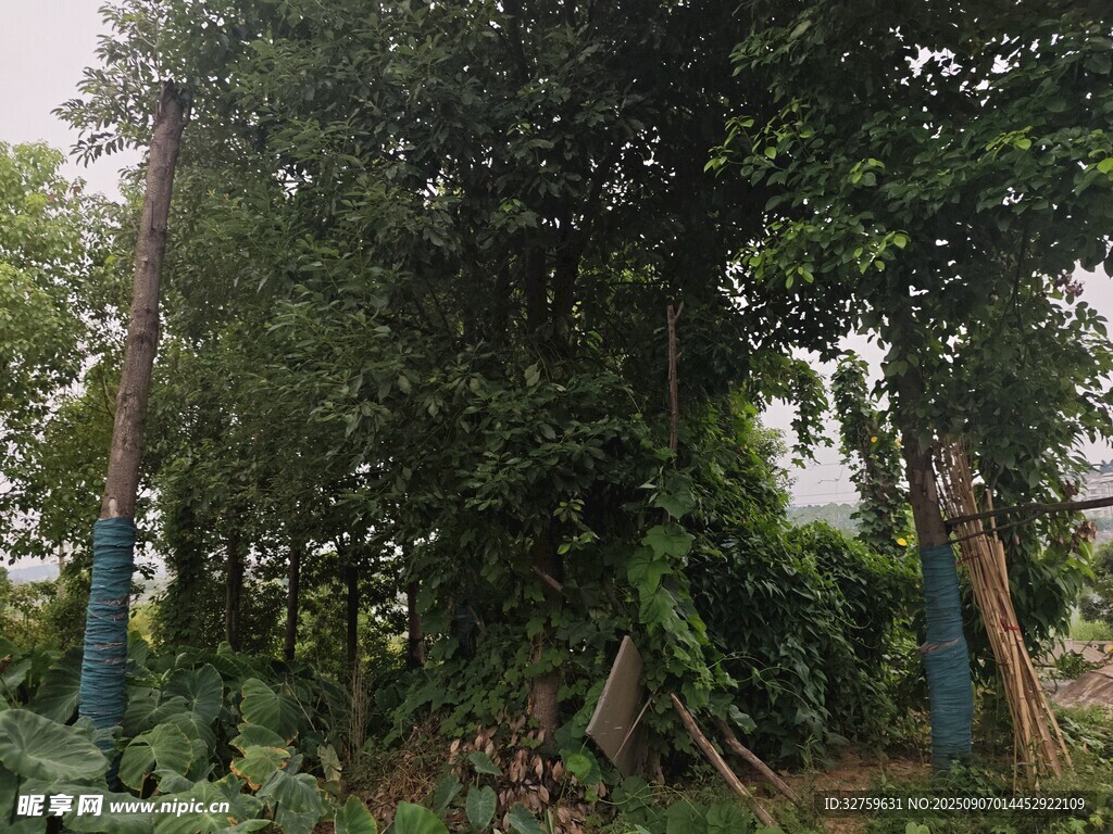 茂密树林中的自然景象