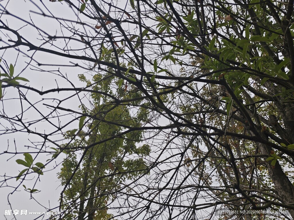 枝头新绿初绽的树木