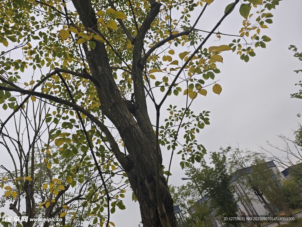 秋日树木景致