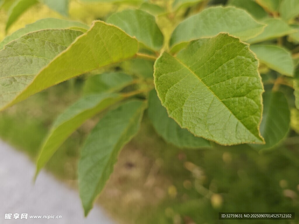 嫩绿叶片特写
