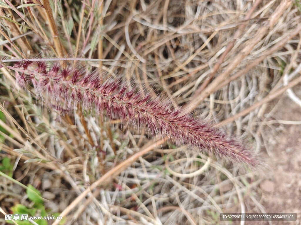 草丛中的紫色穗状植物
