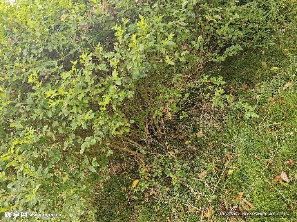 茂密绿植景观