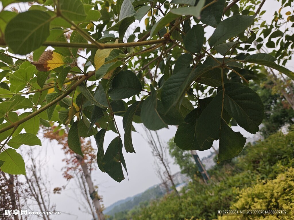 枝头绿叶间的自然景致