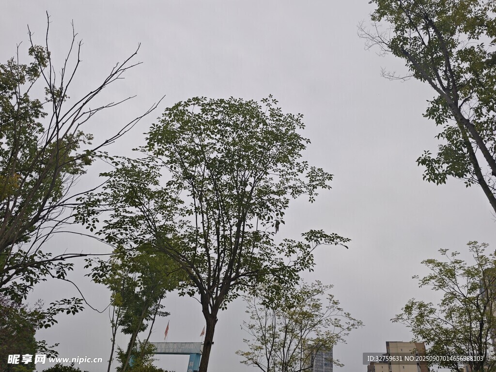 户外树木景观