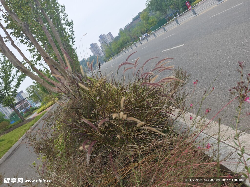 路边的一丛植物