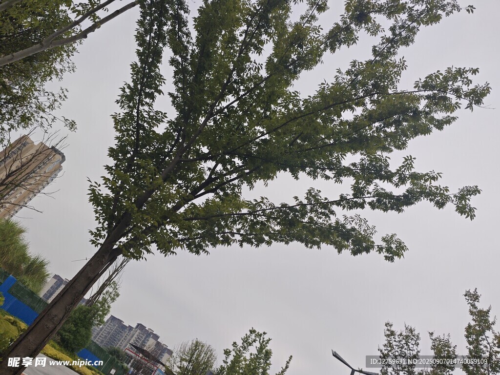 路边挺拔绿树