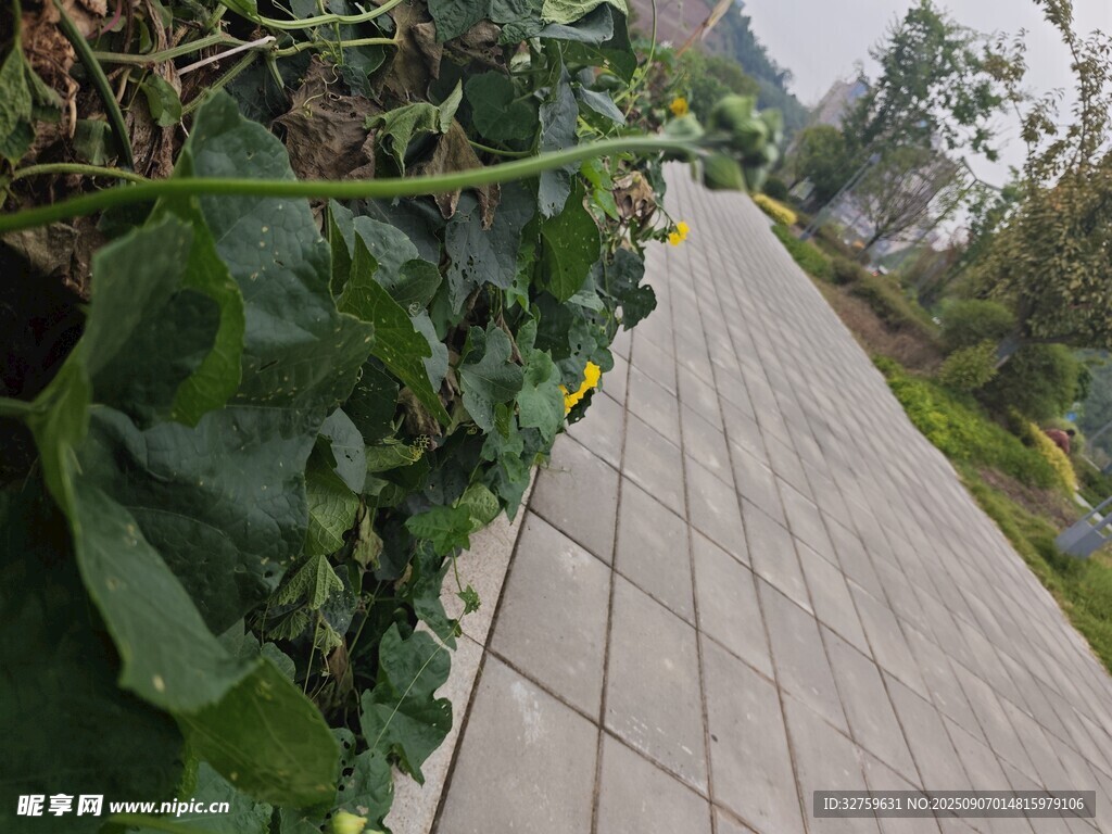 路边翠绿植物与石板小径