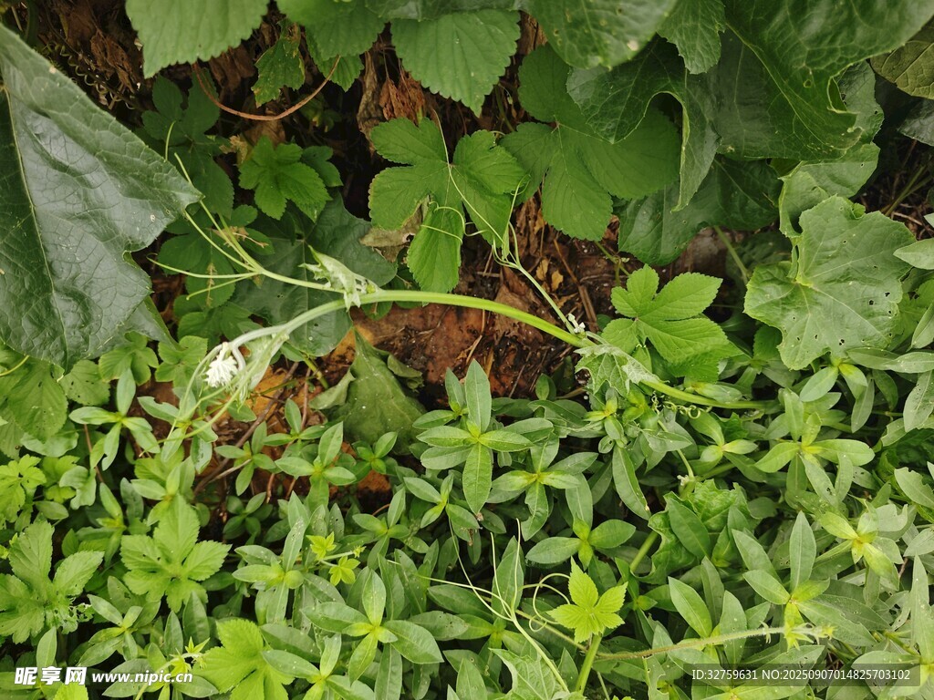 繁茂绿植 
