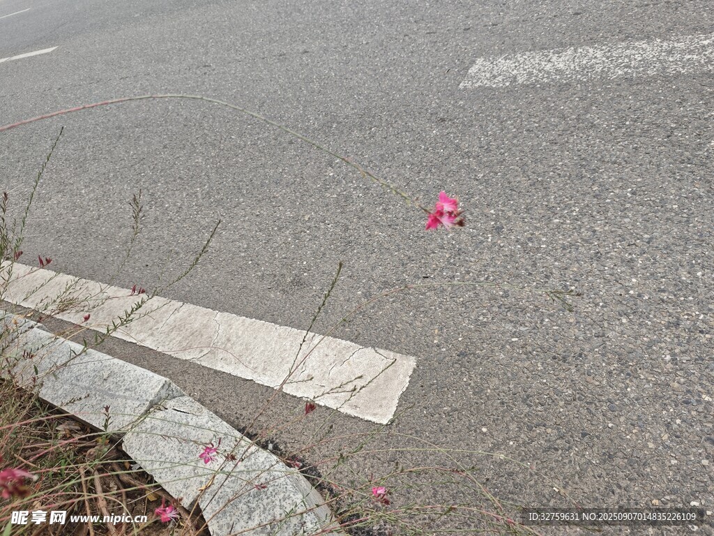 路面飘落的粉色花朵