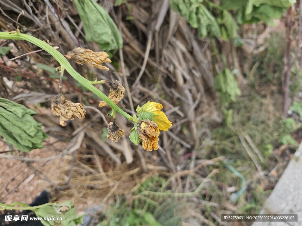 墙边绽放的黄色小花