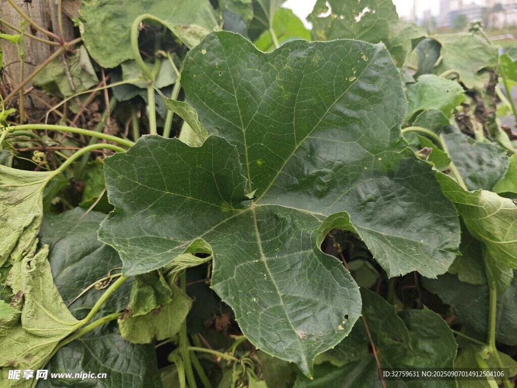 大叶片绿色植物特写
