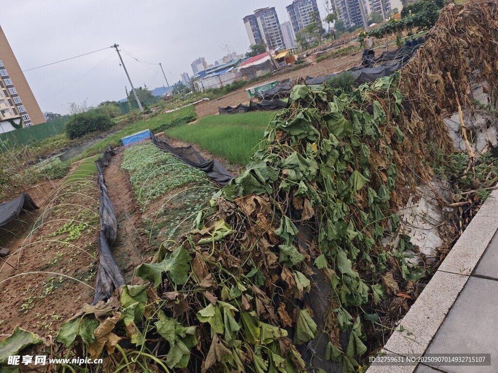 城市边的荒废菜地景象