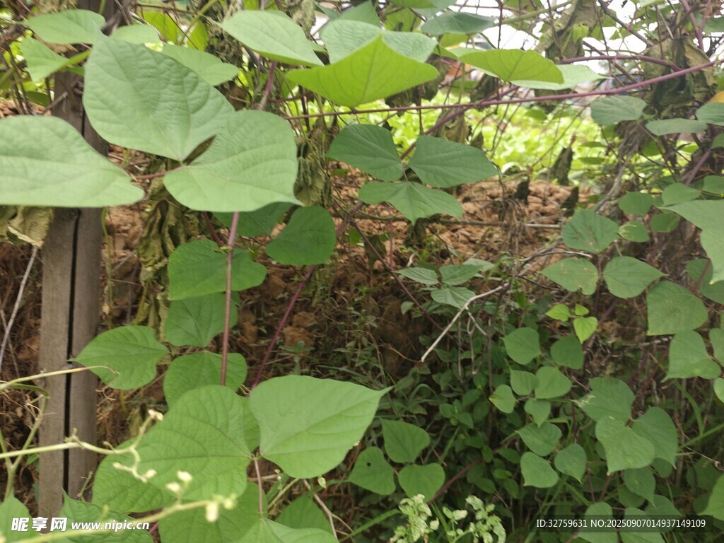 绿叶藤蔓植物自然景象