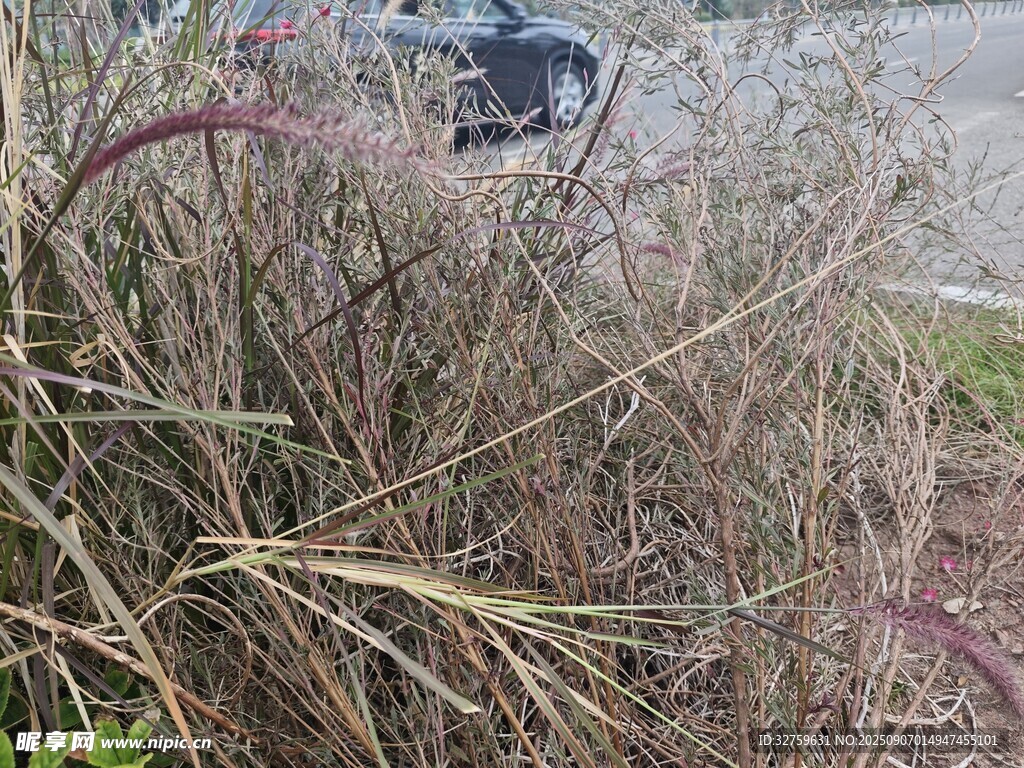 野外杂乱丛生的干枯植物