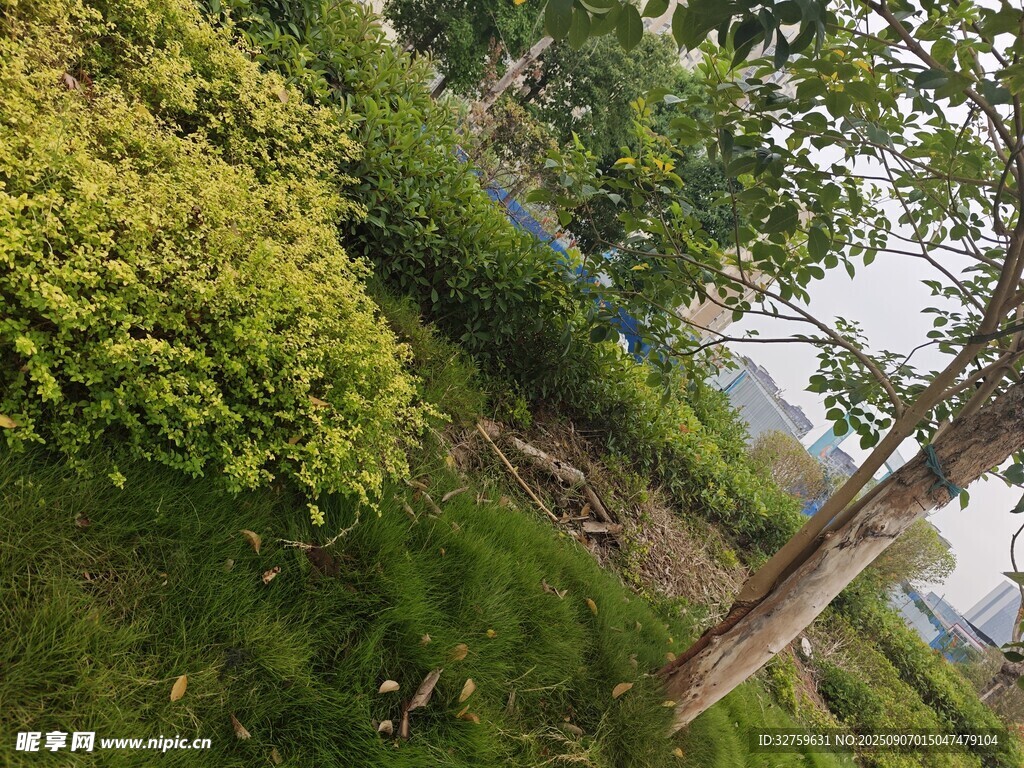 绿意盎然的户外自然景致