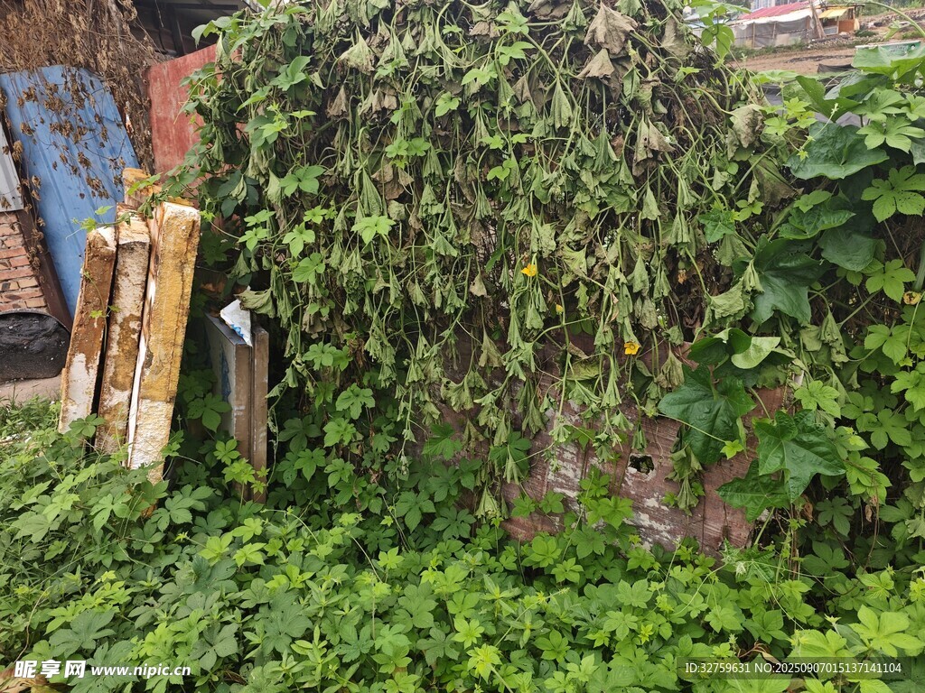 藤蔓覆盖的老旧墙角景象