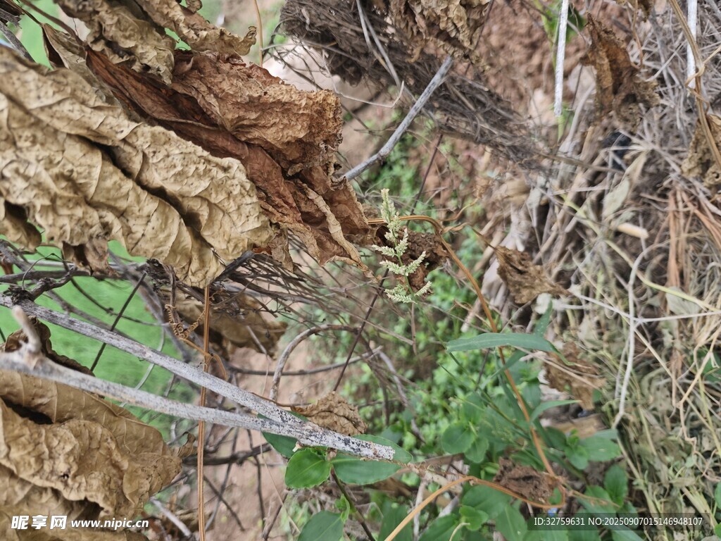 隐蔽于草丛中的鸟儿