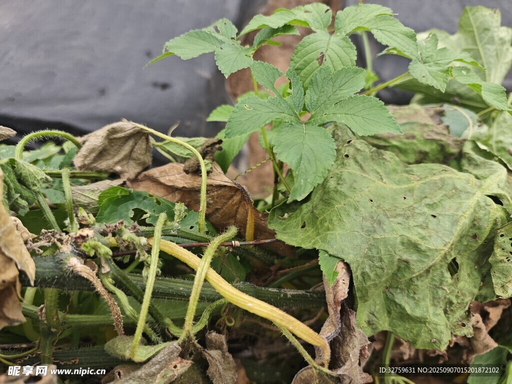 枯萎的植物叶片