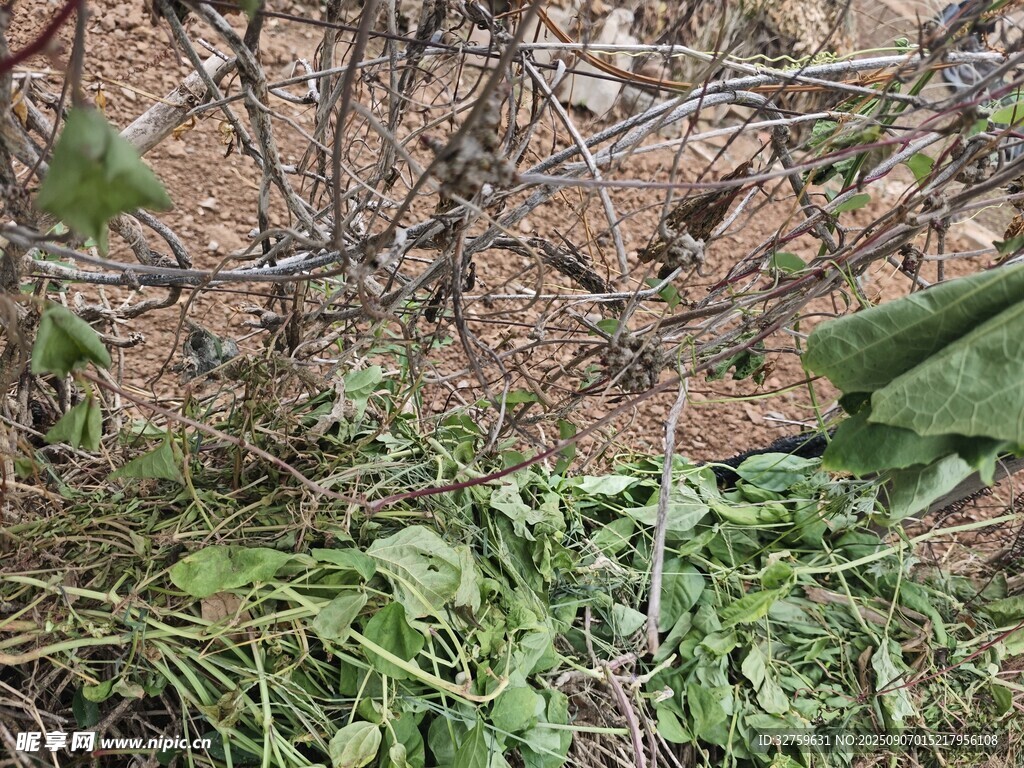 地面杂草与枯枝景象