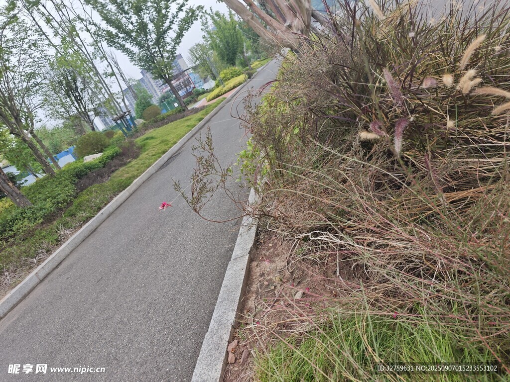 路边绿植与蜿蜒小路