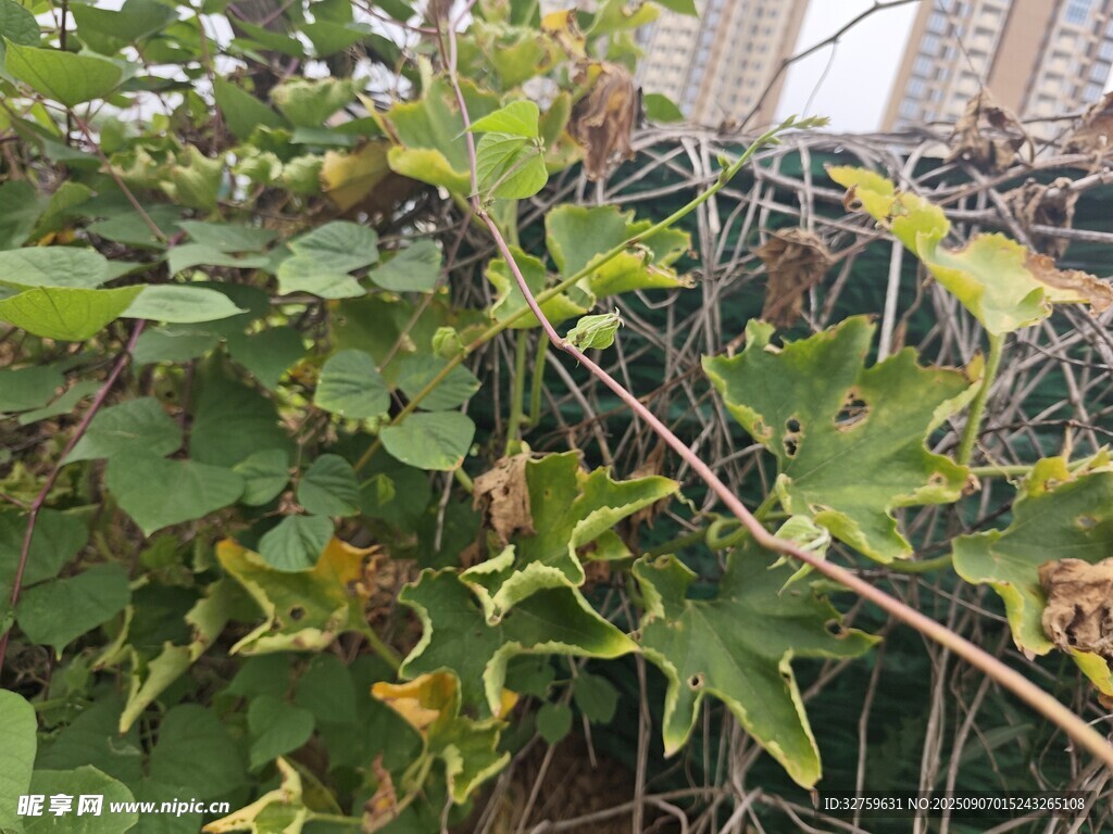 藤蔓植物缠绕于围栏
