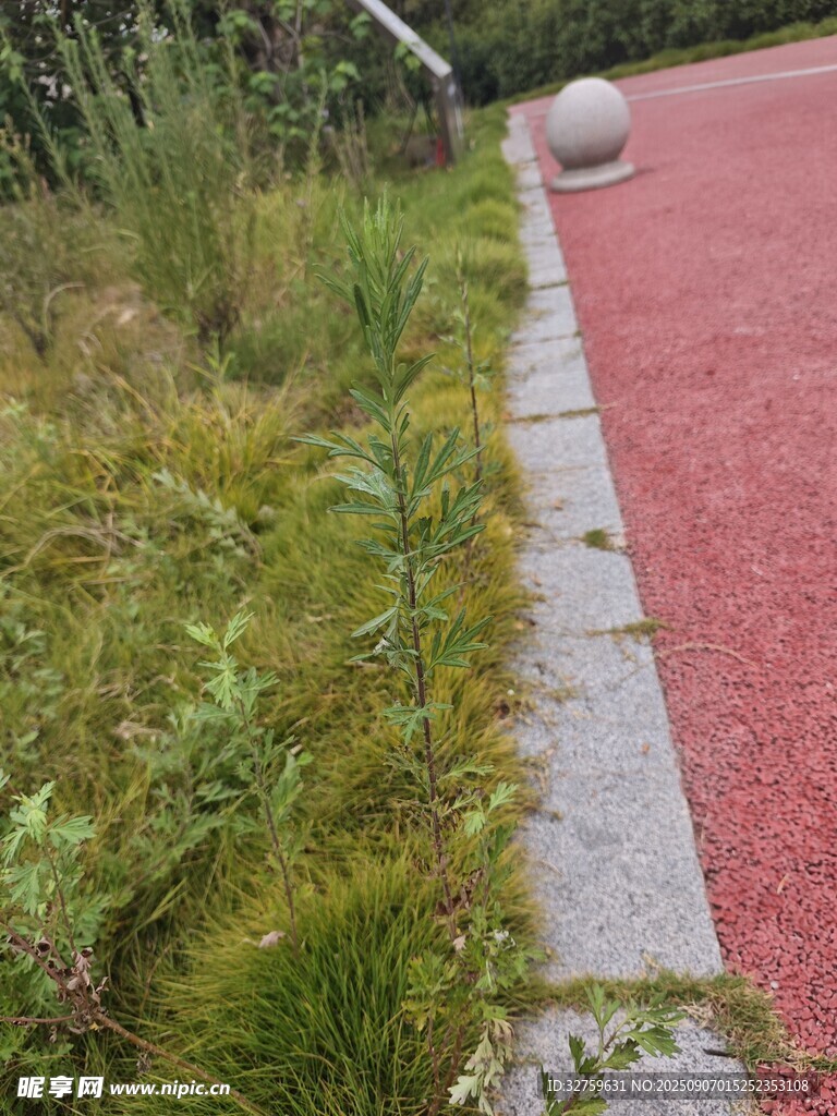 路边绿植与红色步道景观