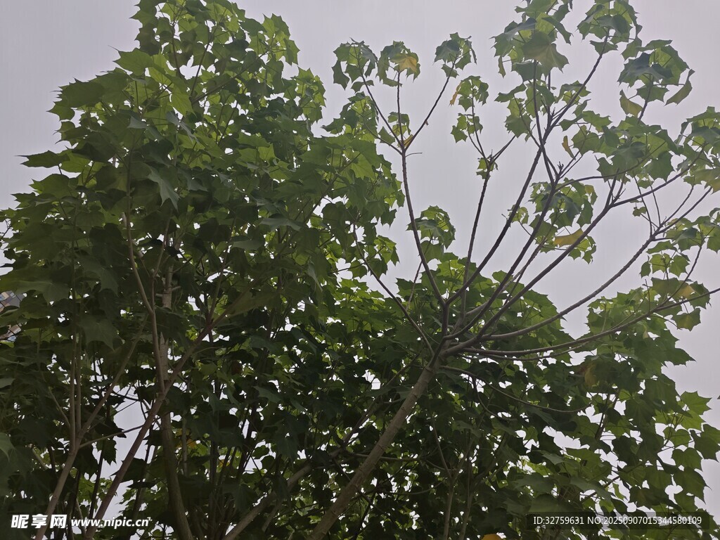 繁茂绿树