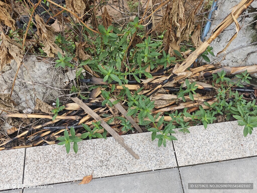 路边绿植旁的枯枝杂草