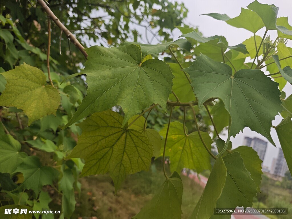 翠绿繁茂的植物叶片
