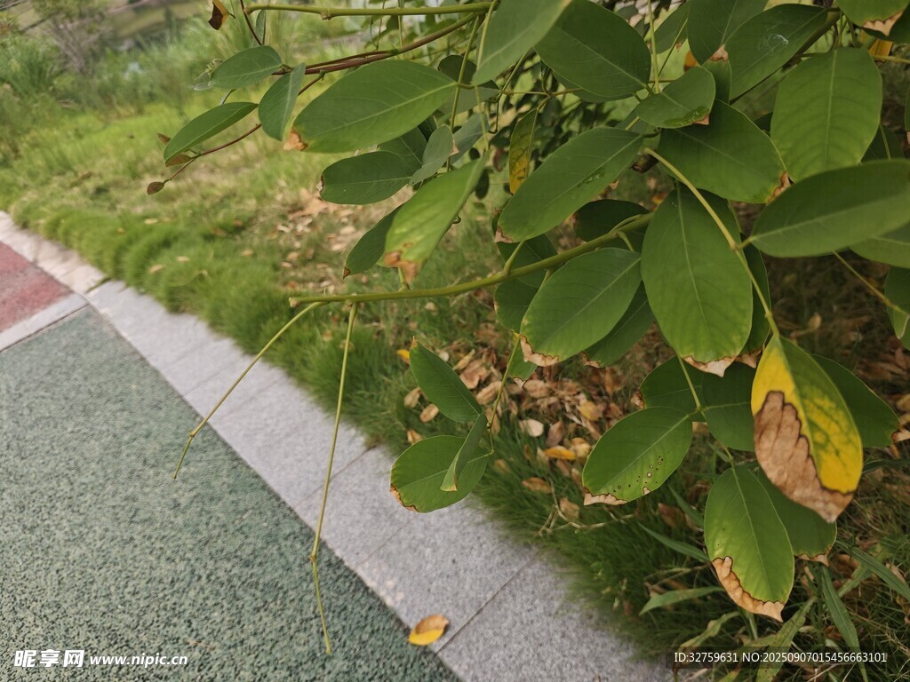 路边绿植特写